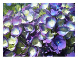 Hydragnea Photographic Print by Mary Lane