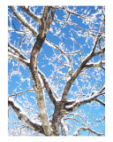 Icey Bark Photographic Print by Shannon Jones
