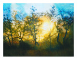Sunset Through Central Coast Oaks Giclee Print by Dan Berkeland