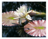 Water Lily 1 Photographic Print by Ron Kroeker