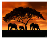 Elephant Sunset Photographic Print by Walter Colvin