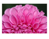 Pink Dahlia Photographic Print by Bernadette Mangione