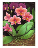 Phalaenopsis Orchids Giclee Print by Carolyn Mcfann