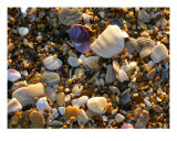 The Sand Beneath Your Feet Photographic Print by Holly Smith