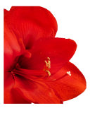 Amaryllis Photographic Print by Mary Lane