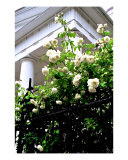 Noisette Roses, First Baptist Church Photographie par Benjamin Padgett