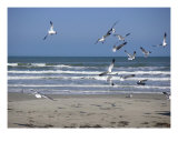 Creatures Of The Gulf - A Gulf View Photographic Print by Lucyna A. M. Green