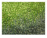 Mother Nature Giclee Print by Bintou Dibba