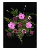 Impatient Dianthus Flower Arrangement Photographic Print by Lorraine Giasson