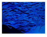 Bleu profond reproduction procédé giclée par Holly D