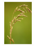 Graphic Wheat Photographic Print by Debbie Vinci