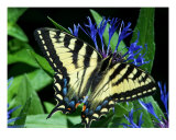 Yellow Monarch Butterfly Lámina fotográfica por Gene Cyr Yellow Monarch Butterfly Lámina fotográfica por Gene Cyr