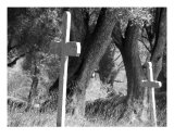 Black And White Cemetery Photographic Print by Mary Lane