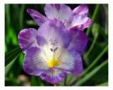 Pretty Purple Flower Photographie par Francisco Valente