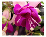 Fushia Blossom Detail Fotografie-Druck von Francisco Valente