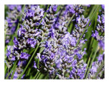 Lavender Photographic Print by Mary Lane