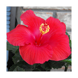 Hibisco rojo Lámina fotográfica por Ruth Palmer Hibisco rojo Lámina fotográfica por Ruth Palmer