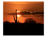 Saguaro Sunset Photographic Print by Eric Joyce