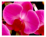 Orchid Flower I Close Up Fotografie-Druck von Francisco Valente