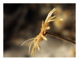A Harmony A Photographic Print by Ofer Mizrachi