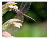 Dragon Fly Close Up Photographie par Francisco Valente