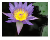 Waterliliy In A Pond Impressão fotográfica por Francisco Valente Waterliliy In A Pond Impressão fotográfica por Francisco Valente