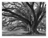 Josephine Oak, Oak Alley Plantation Photographic Print by William Guion Josephine Oak, Oak Alley Plantation Photographic Print by William Guion