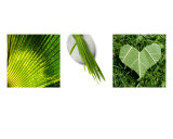 Green Triptych Fotografisk trykk av Alex Bramwell