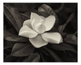 Awakening Magnolia Photographic Print by V Lausen