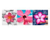 Pink Flower Zen Fotografisk trykk av Alex Bramwell