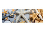 Starfish Triptych Fotografisk trykk av Alex Bramwell