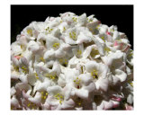 Snowball Photographic Print by Mary Lane
