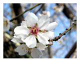 Fleur de printemps I Photographie par Francisco Valente