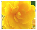 Yellow Rose Detail Fotografie-Druck von Francisco Valente