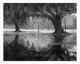 Two Oaks and Reflection, Audubon Zoological Garden Lámina fotográfica por William Guion Two Oaks and Reflection, Audubon Zoological Garden Lámina fotográfica por William Guion