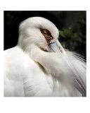 Maguari Stork Photographic Print by Mary Lane