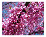Eastern Redbud Photographic Print by Mary Lane