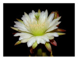 Night Blooming Cactus Photographie par Francisco Valente