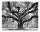 Oak and Moss, Afton Villa Gardens Photographie par William Guion
