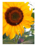 Sunflower With Bee Close Up Photographic Print by Karin Kalabra