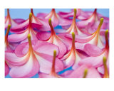 Floating Frangipani Abstract Fotografisk trykk av Alex Bramwell