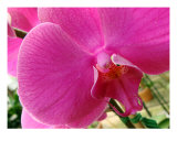 Orchidée I Photographie par Francisco Valente