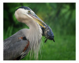 Big Blue Heron And Fish Photographic Print by Clarence Carvell
