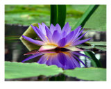 Water Lily In Pond II Impressão fotográfica por Francisco Valente Water Lily In Pond II Impressão fotográfica por Francisco Valente