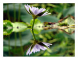 Nénuphar Photographie par Francisco Valente