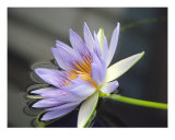 Water Lily Floating Photographie par Francisco Valente