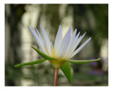 Waterlily Close Up I Fotografie-Druck von Francisco Valente