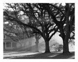 The Oaks Plantation Oak Alley, Morning Light Photographie par William Guion