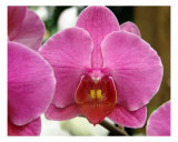 Orchid Flower Close Up IV Fotografie-Druck von Francisco Valente