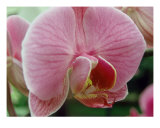 Orchid Flower Close Up III Impressão fotográfica por Francisco Valente Orchid Flower Close Up III Impressão fotográfica por Francisco Valente
